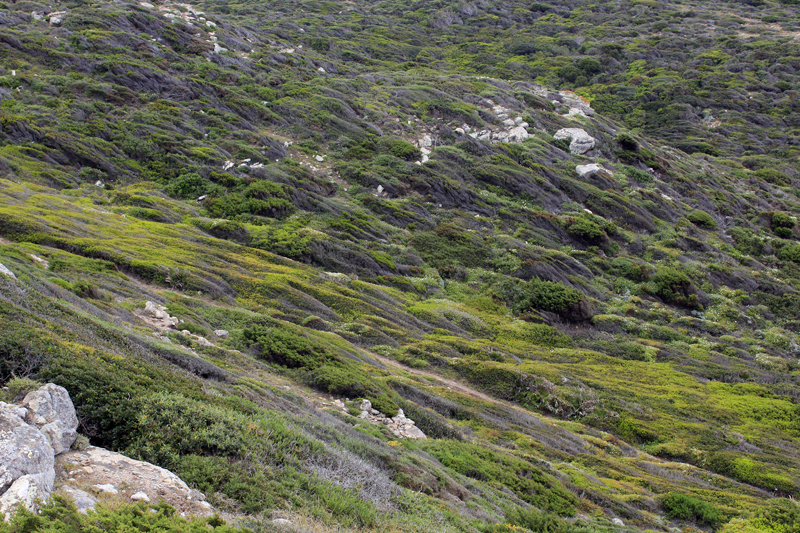2016-04-30_113647 sardinien-2016.jpg - Kstenwanderung sdlich der Spiaggia di Porto Ferro